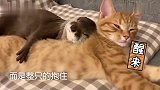 水獭迷恋橘猫，睡觉都要死死抱住，橘猫一个眼神让主人果断帮忙