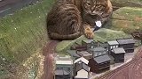 猫咪在沙盘中休息，火车过来后，猫咪一掌毁坏了车厢