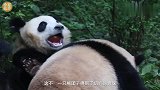 无处躲藏的熊团子：奶妈奶爸，有熊抢我的大苹果，快来管一管