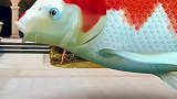 小区里游来一条鲤鱼