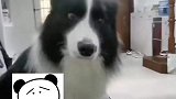 狗子遭主人陷害，急得差点开口说话