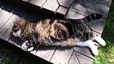 躺在木板上睡觉的猫咪，看这猫咪胖乎乎的身躯，真是萌！