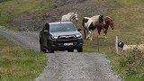 全新改款丰田Hilux，看起来更有野性了