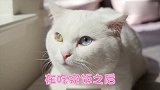 一只可爱猫咪的理想：我负责喵生如花，铲屎官负责赚钱养家