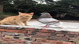 一看就是自己家养的猫，要是换成野猫鸽子这样早就只剩一地毛了