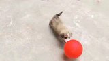 小奶狗玩气球，玩累了秒睡着
