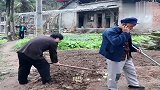 四川方言剧：王保长帮邻居挖地，媳妇做啤酒鸭子犒劳