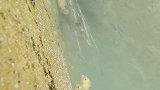 淡淡流水透如境，悠悠鱼儿水中游，右江水中世界一角。