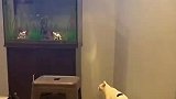 猫咪为了逮鱼，差点丢了自己小命