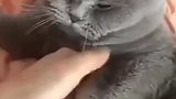 女孩子养公猫和母猫的区别，形成了鲜明的对比，母猫男生养好！
