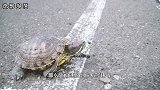 速度最快的乌龟，堪比乌龟界的博尔特，跑得比兔子还快