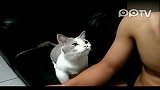 萌猫求抚摸