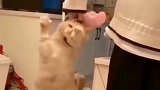 橘猫：赶紧放开我，不然我就用佛上无影脚踢你了！