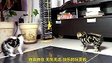 小猫咪怒怼同伴，太有趣了
