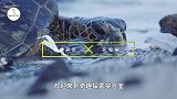 为了减少水分蒸发，美国向水库投放9600万遮阳球，真的管用？