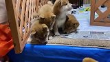 狗爸爸第一次见小柴犬，当场就懵了：肤色咋跟我不一样