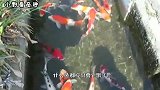 放生池总是装不满鱼？把水抽干后，众人不淡定了