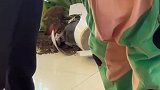 有只青蛙打碎了商场的盆栽
