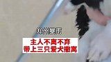 主人暴雨中带上三只爱犬撤离