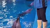 海洋馆的海豚智商简直了，眼前这一幕，生而为人我很惭愧啊