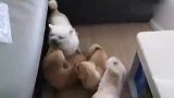 三个狗娃把它们的球儿爹包围了