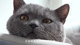 蓝猫以大欺小，将小橘猫狠狠踩在爪下，小橘：等我长大试试看！