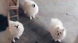 推开门看到它们心情就好
