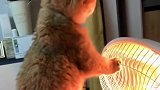 猫咪也怕冷！趴在小太阳上取暖，你的爪子不烫么？