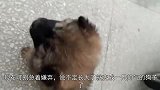 主人嫌弃土狗长得丑，怒斥卖狗者是骗子，网友笑了：丑的真可爱！