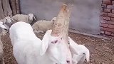 奇葩羊：这角是怎么长的，两根长成一根了