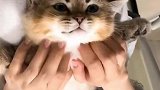 猫：按摩的挺舒服呀，别停，继续按！