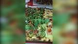 帕托有个意大利胃？ 巨型披萨让他垂涎三尺