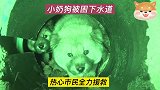 2条小奶狗被困下水道