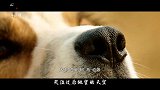 《一条狗的使命》：狗的寿命太短，这真的是它们唯一的缺点
