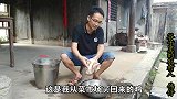 欢聚的日子，做一个国宴名菜东安鸡吃，肉质鲜嫩，酸辣爽口