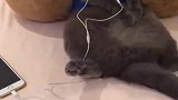 猫：天天在家除了吃，就是听听音乐！