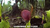 这草什么来头，捕蝇虫食青蛙，看后很意外