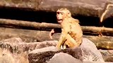 为什么Bonita在游泳时与孤儿玫瑰斗争，猴子不允许宝宝浇水