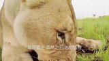 一群狮子挑衅一群大象，本以为会是一场决斗，结果狮子怂了