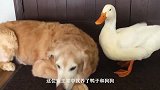 狗狗和鸭子是一起长大，主人假装要打金毛，鸭子的反应让人意外