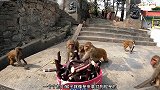 猴子吃甘蔗都不吐掉的，直接把甘蔗嚼着吞进肚子里，真是不浪费呀