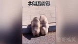 双胞胎小短腿狗搞笑合集