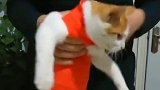 猫：放开我，我不要你抱！