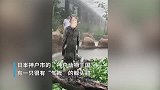 日本鲸头鹳狂风暴雨中一动不动，网友：鸟界二哈？