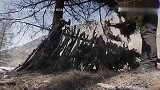 单挑荒野：这一晚德爷在冰天雪地睡得格外香甜，还有“牛肉”吃