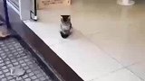 猫咪能有什么坏心思呢，只不过是好奇罢了