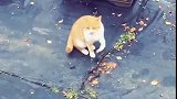 猫：这鱼都快让我吃完了，铲屎的抓紧再放几条进去！