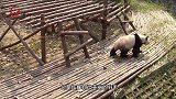 当熊猫宝宝变身为桌子，网友：有这样的桌子，一定会乖乖写作业