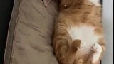 猫：叫我干啥呢，我在睡觉呢！