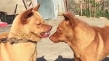 中华田园犬：兄弟！咱们这也算是不打不相识了吧！